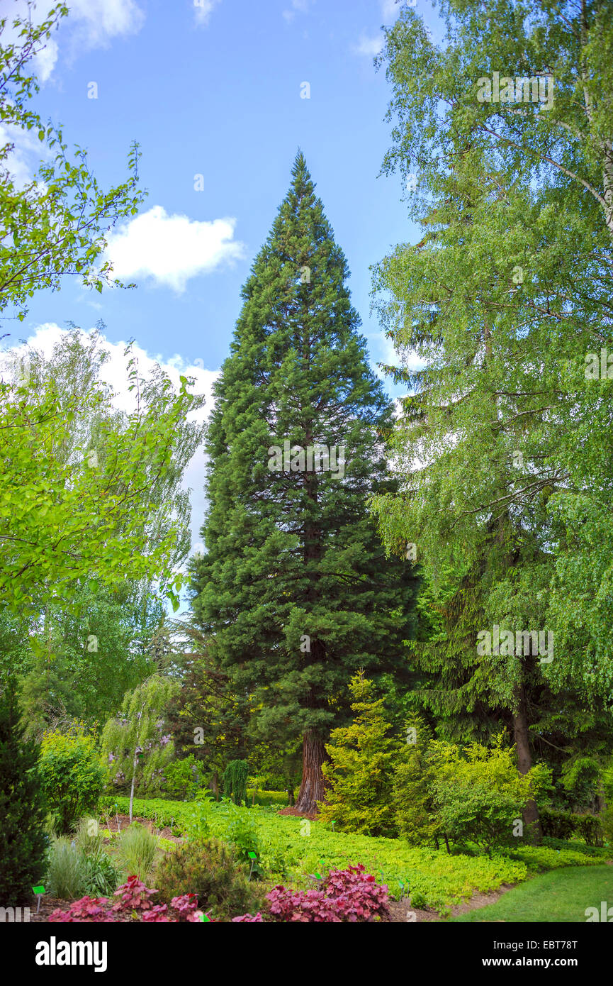 La secuoya gigante, La secuoya gigante (Sequoiadendron giganteum), en un parque, de Polonia, de Niederschlesien, Niemcza Foto de stock