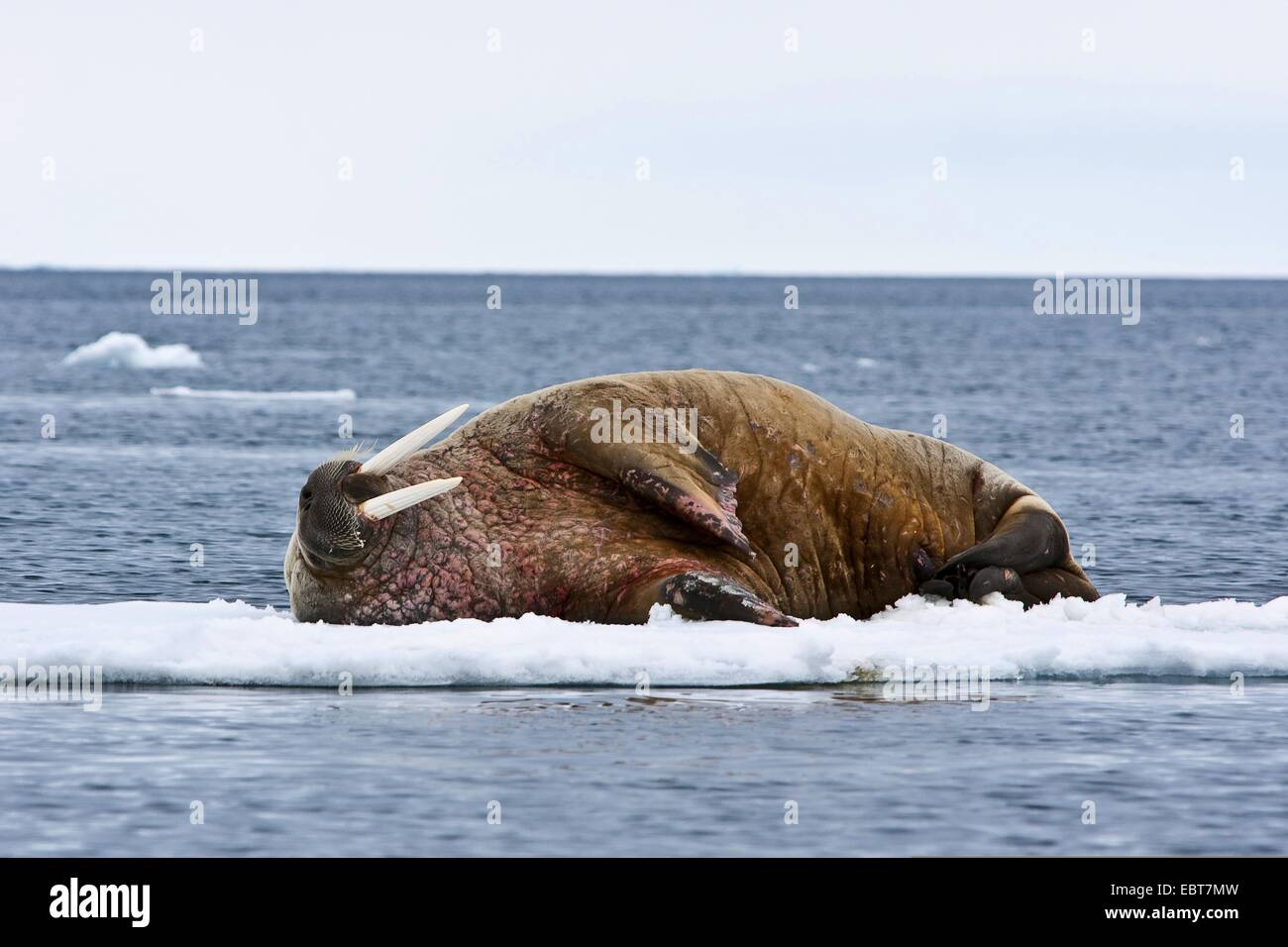 La morsa (Odobenus rosmarus), retrato, Noruega, Svalbard Fotografía de  stock - Alamy