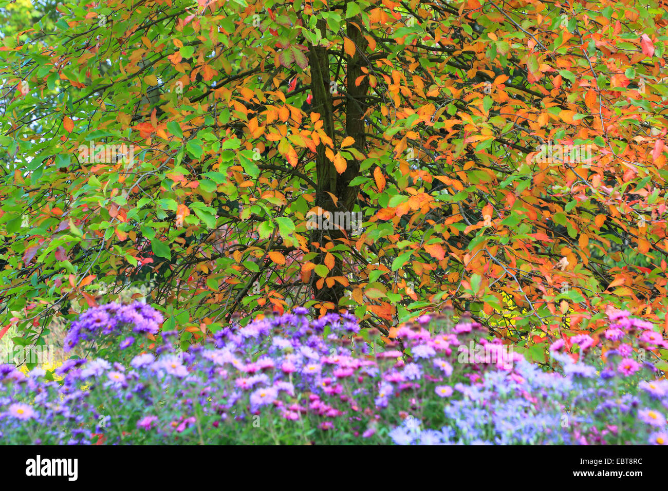 Sasafrás (Sassafras albidum), en colores de otoño Foto de stock