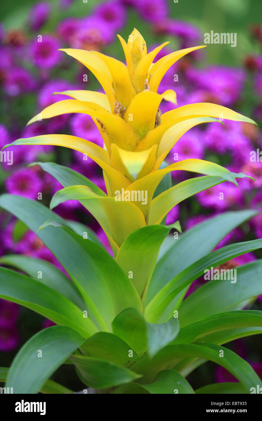 Guzmania híbrido (Guzmania 'Diana', Guzmania Diana), cultivar Diana Foto de stock