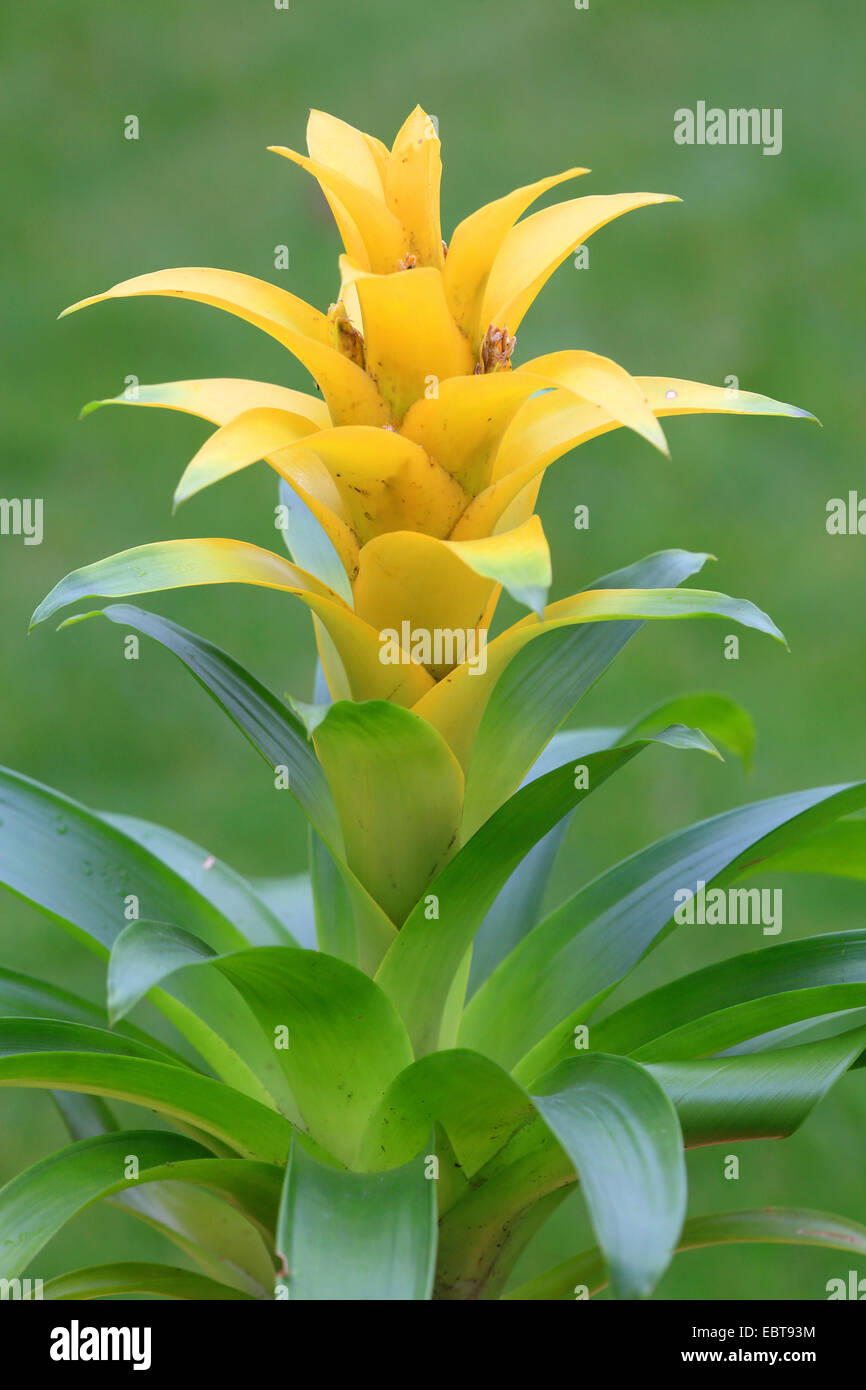 Guzmania híbrido (Guzmania 'Diana', Guzmania Diana), cultivar Diana Foto de stock