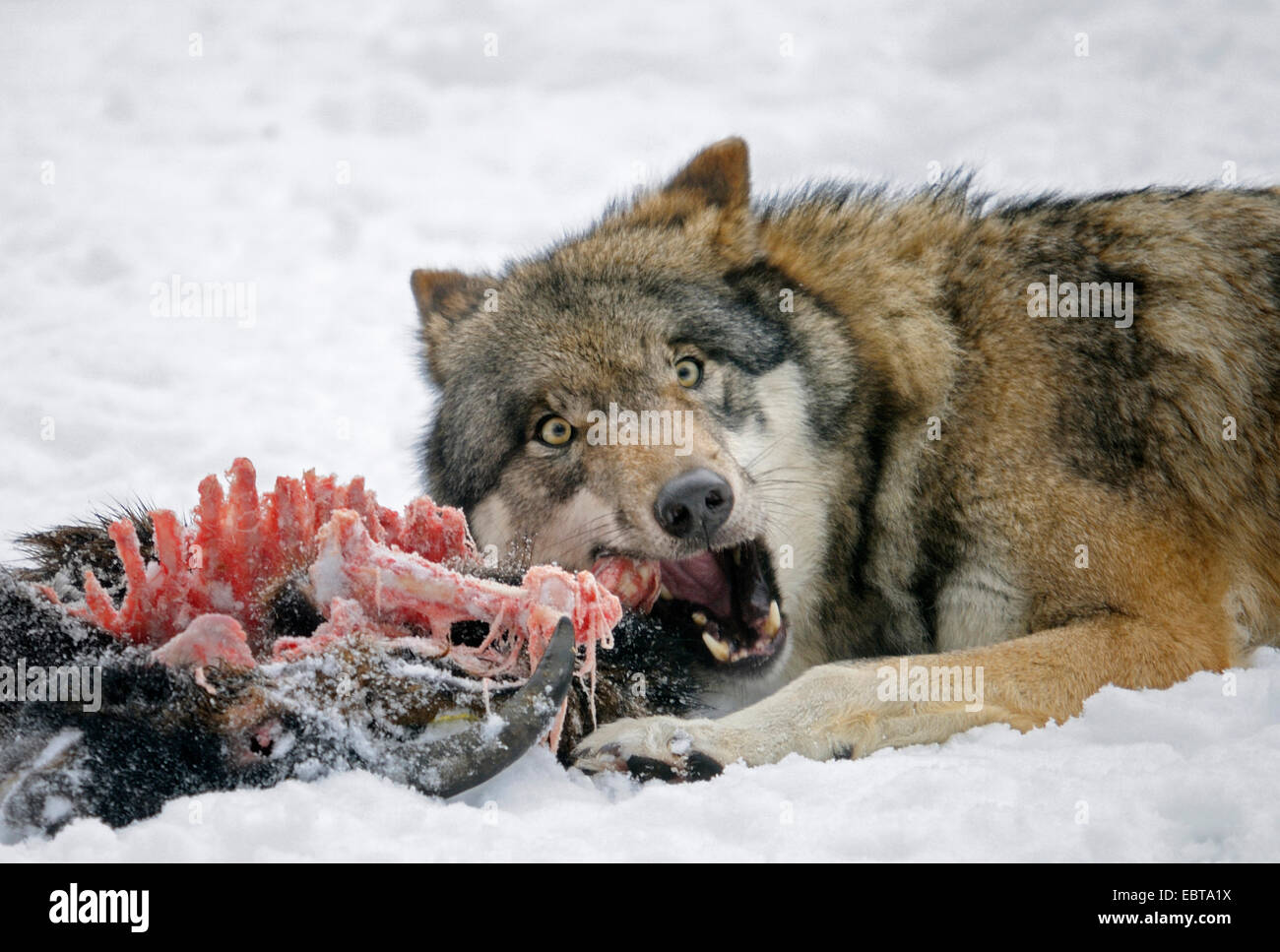 Alimentación de lobos fotografías e imágenes de alta resolución - Alamy