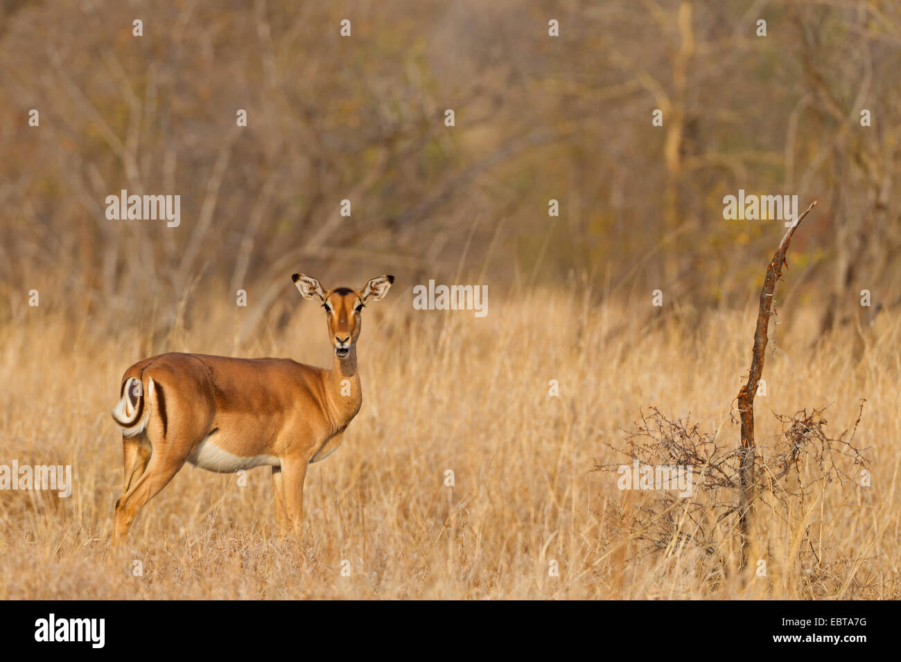 El impala (Aepyceros melampus), hembra en savanne masticando, Sudáfrica, el Parque Nacional Krueger Foto de stock