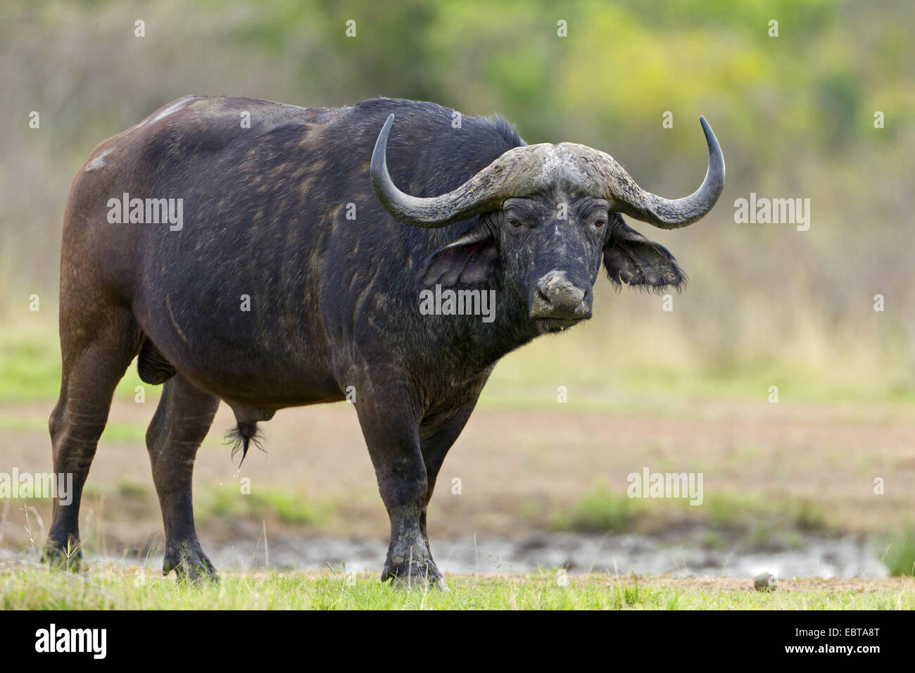 El búfalo africano (Syncerus caffer), en Savannah, en Sudáfrica, el Parque Nacional Hluhluwe-Umfolozi Foto de stock