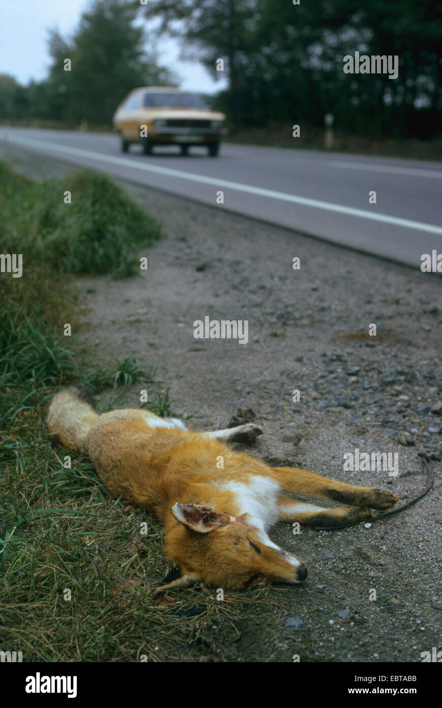 El zorro rojo (Vulpes vulpes), muertos en la carretera, Alemania Foto de stock