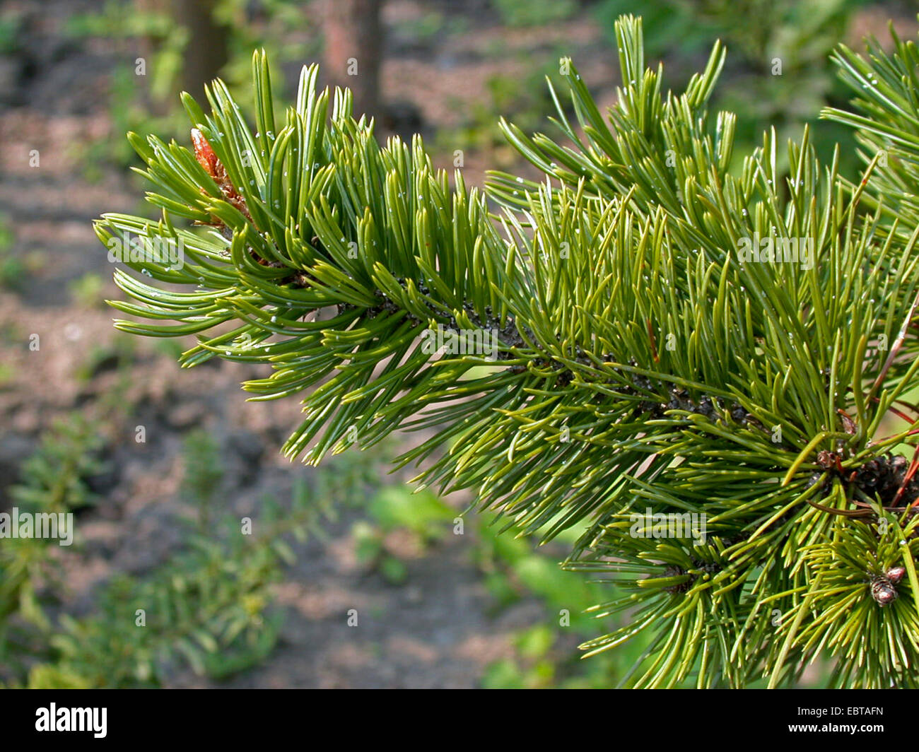 Great Basin Bristlecone Pine (Pinus longaeva, Pinus aristata f. longaeva), rama Foto de stock