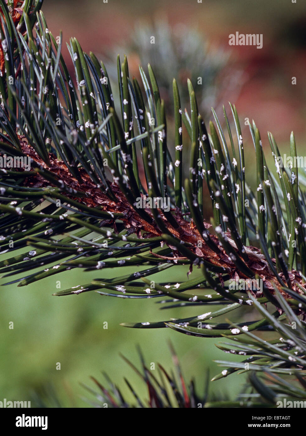 Pino bristlecone (Pinus aristata), rama Foto de stock