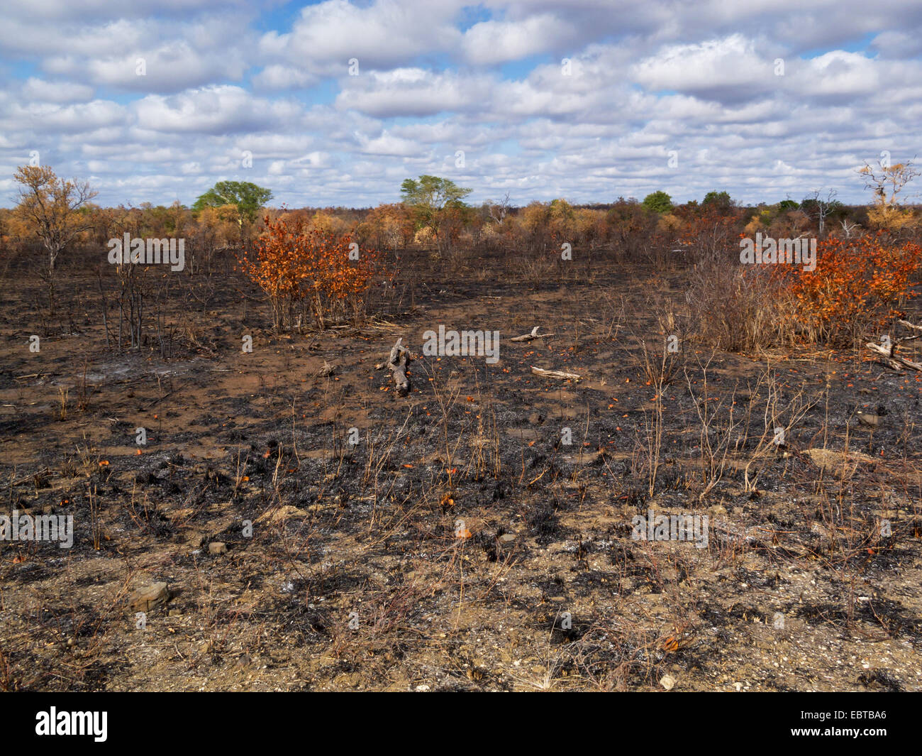 La sabana después de incendios de matorrales, Sudáfrica, el Parque Nacional Krueger, Letaba Camp Foto de stock