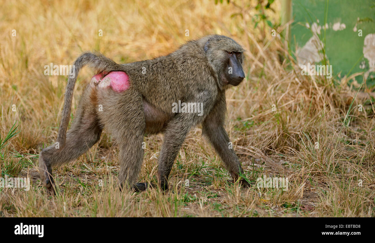 Babuino amarillo, savannah babuino, anubius babuino, olive babuinos (Papio anubis, Papio cynocephalus anubis), caminando a través maedow, Uganda Foto de stock