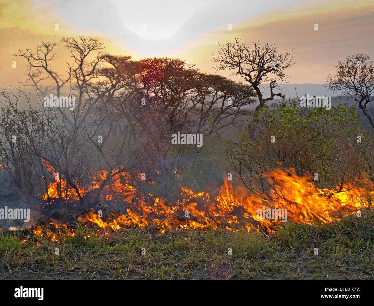Incendio en Savannah, Sudáfrica, el Parque Nacional Hluhluwe-Umfolozi, Hilltop Camp Foto de stock