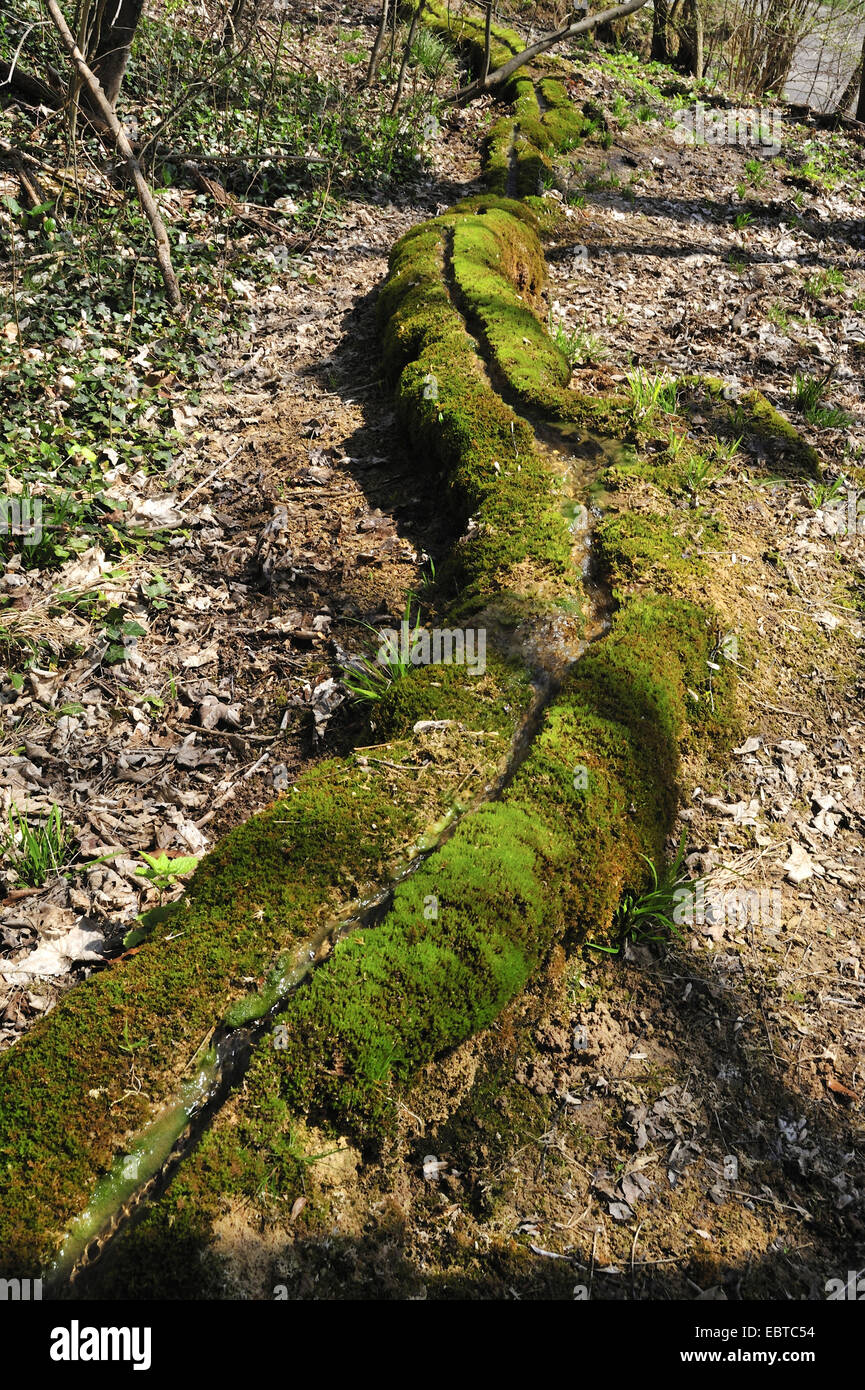Zanja de piedra, una formación geológica rara, Alemania Baden-Wurtemberg, Ostalbkreis, Krautheim Foto de stock