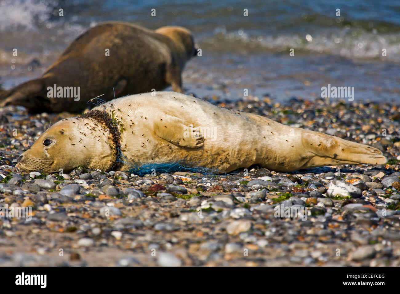 Harbour seal, sello común (Phoca vitulina), kying en la playa, herido por fishernet, Alemania, Schleswig-Holstein, Heligoland Foto de stock