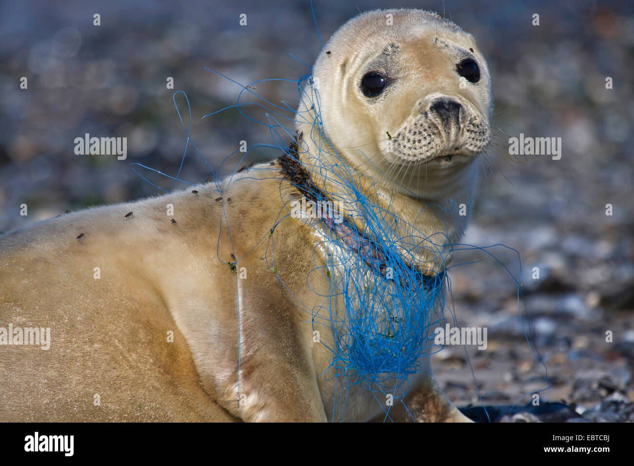 Harbour seal, sello común (Phoca vitulina), kying en la playa, herido por fishernet, Alemania, Schleswig-Holstein, Heligoland Foto de stock