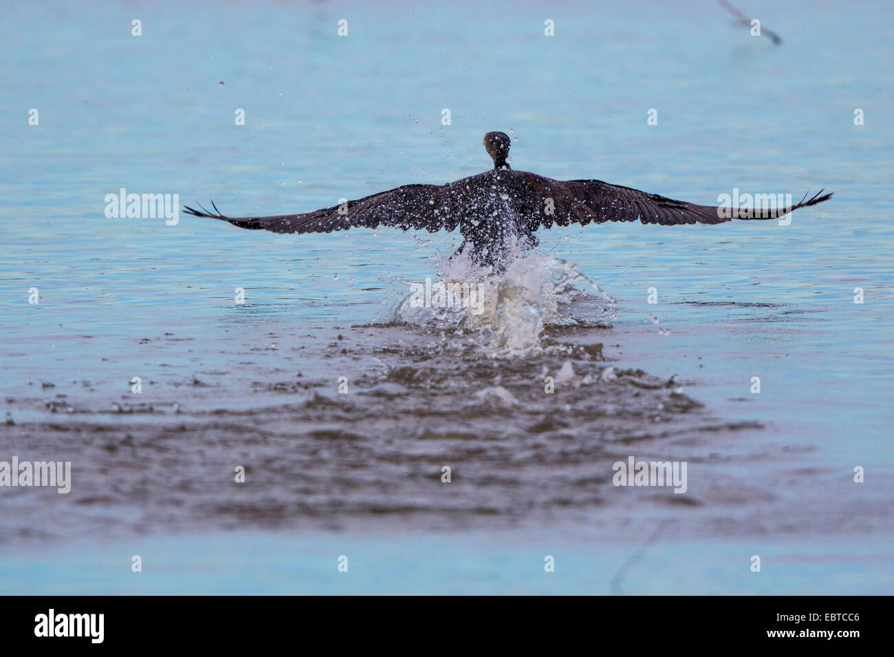 Cormorán grande (Phalacrocorax carbo), a partir de agua, Alemania, Baviera, el lago Chiemsee Foto de stock