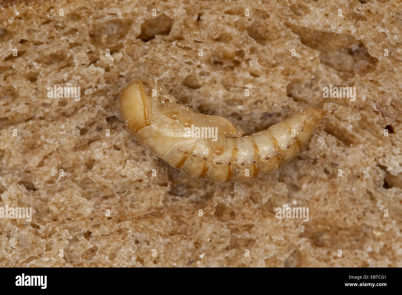 Yellow mealworm escarabajo (Tenebrio molitor), pupa en una rebanada de pan, Alemania Foto de stock