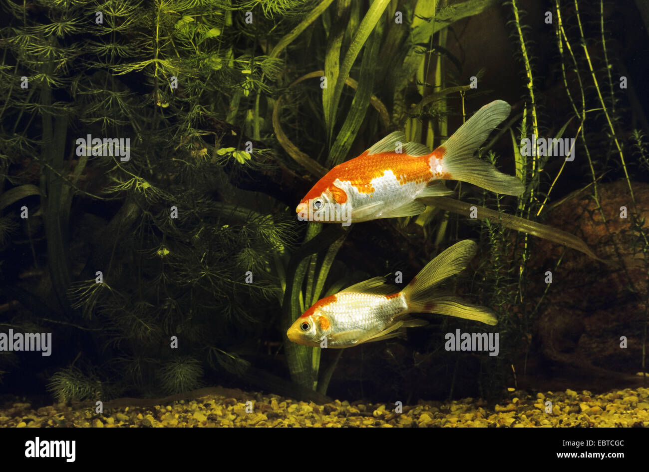 Goldfish, carpa común (Carassius auratus, Carassius auratus auratus, Carassius gibelio), dos peces nadando entre las plantas acuáticas Foto de stock