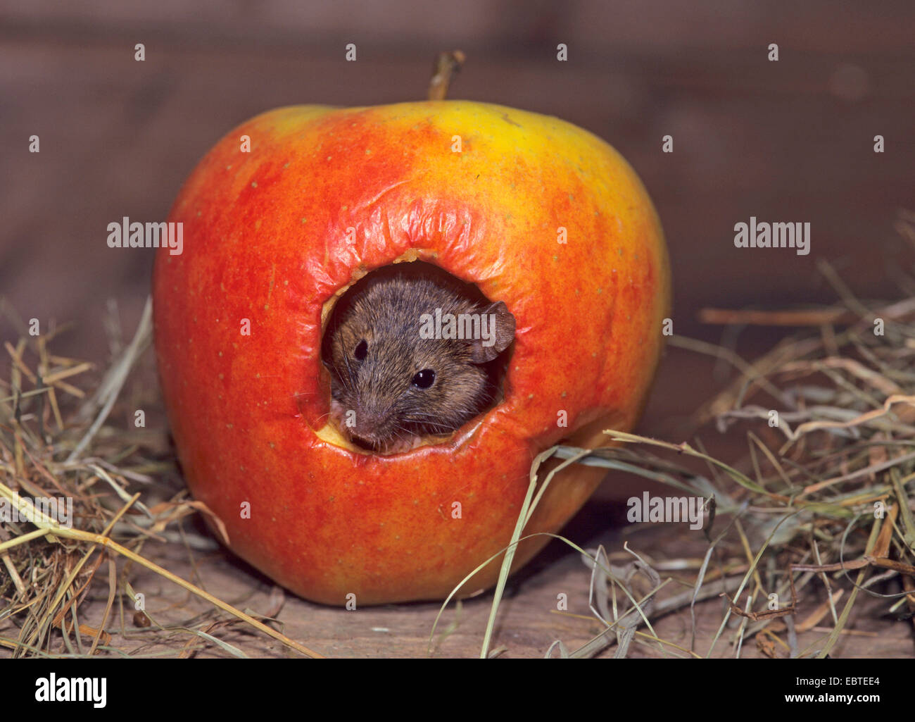 Casa del ratón (Mus musculus), en una manzana, Alemania Foto de stock