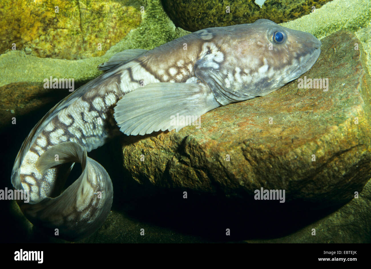 Ártico (eelpout Lycodes reticulatus), mintiendo en la tierra rocosa Foto de stock