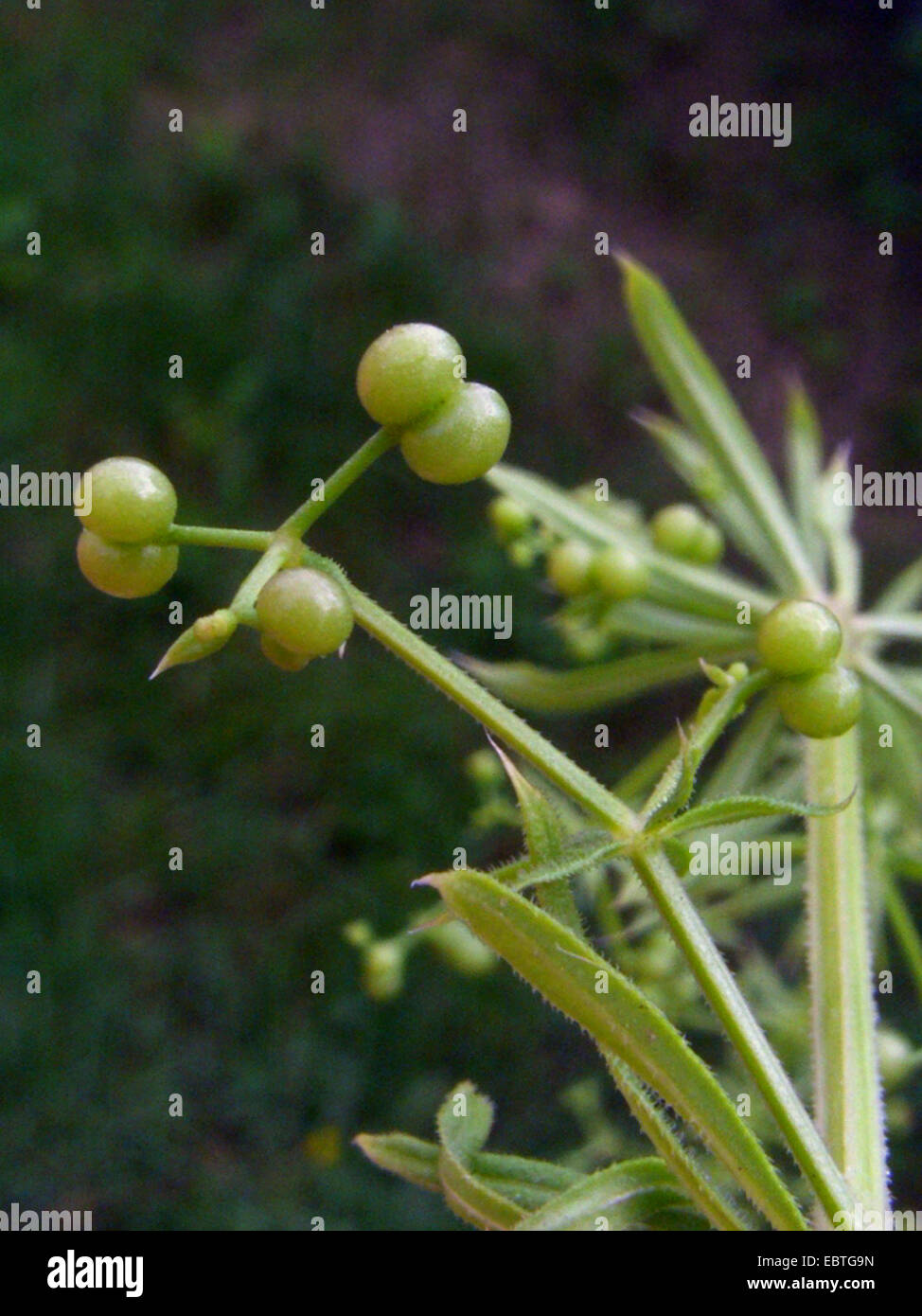 Falso, el condado de Marin bedstraw cleavers (Galium spurium), frutas, Polonia Foto de stock