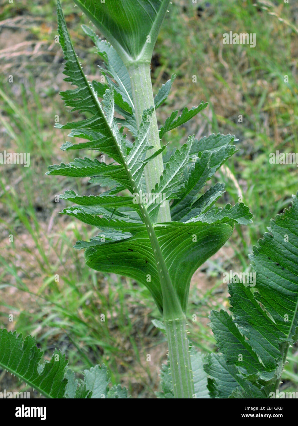 Cortar-hojas teasel, cutleaf teasel, corte de hoja (Dipsacus laciniatus teasel), hoja, Alemania Foto de stock