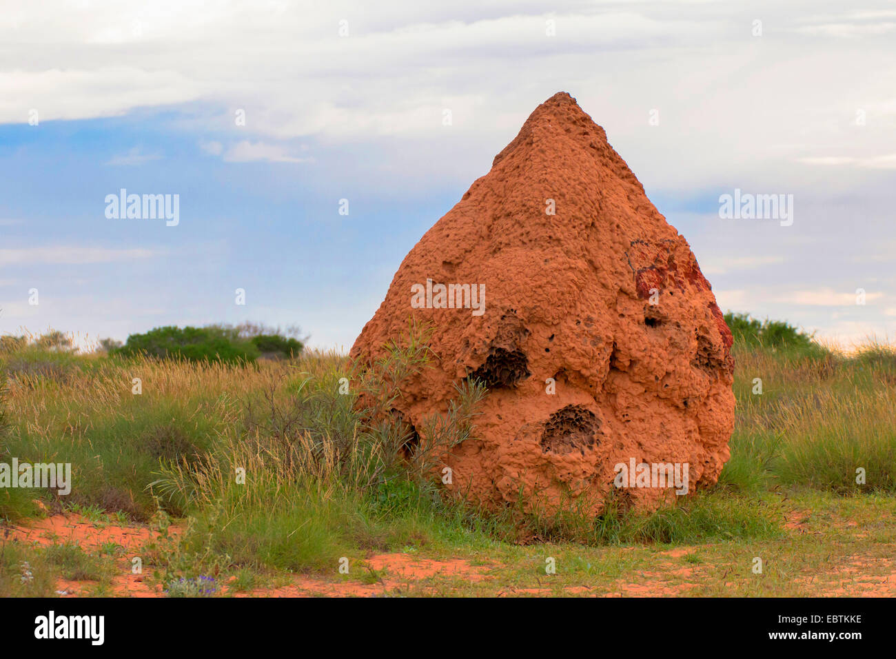 De termitas (Isoptera), nidos de termitas en la estepa, Australia, Australia Occidental, Cardabia Foto de stock