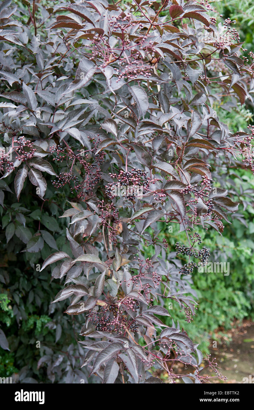 SAMBUCUS NIGRA Foto de stock