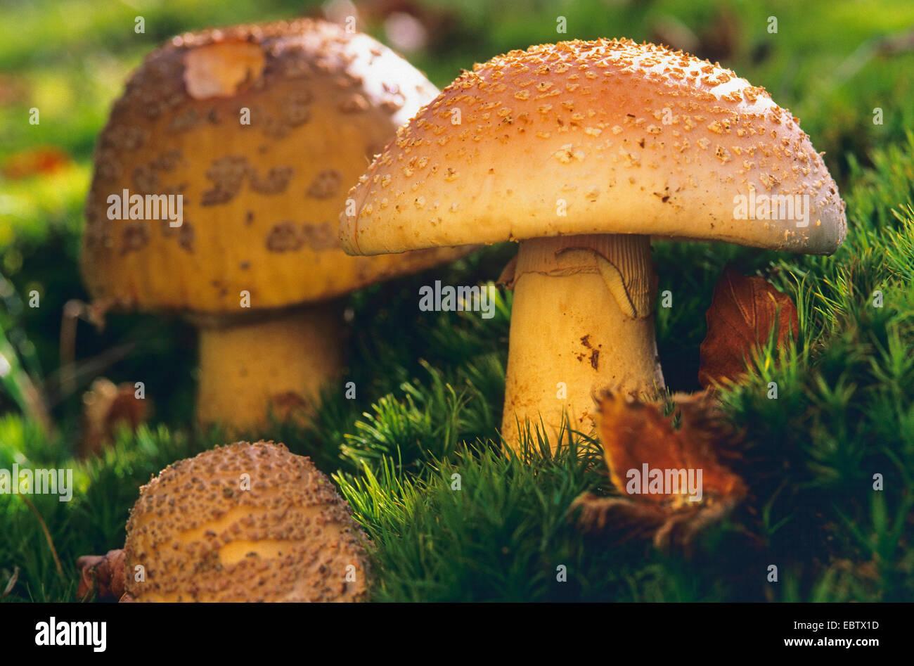 Amanita rubescens, órganos de fructificación mossy tierra, Alemania Foto de stock
