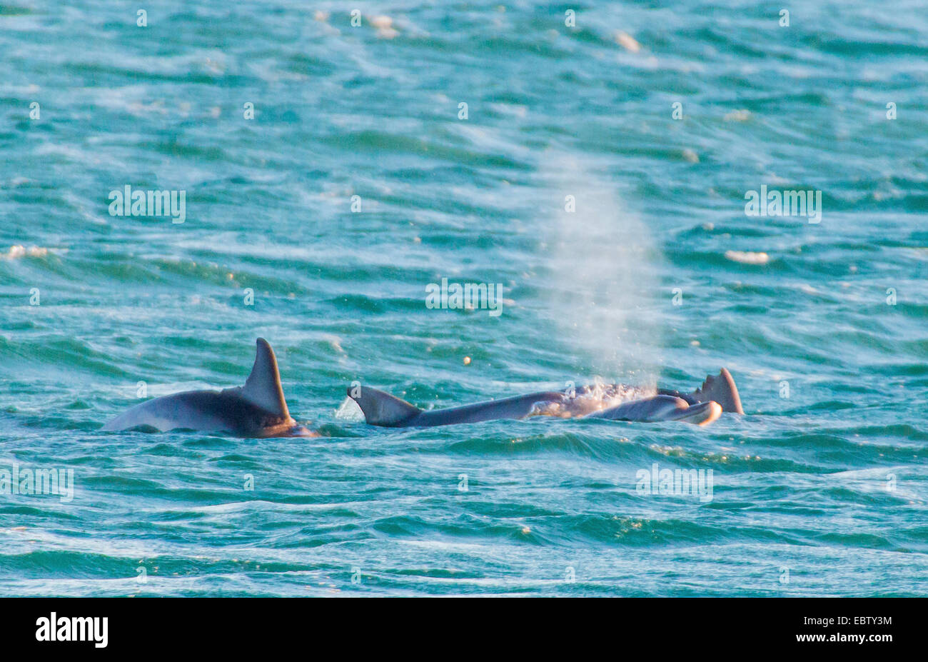 El delfín mular, comunes delfines nariz de botella (Tursiops truncatus), marsopas que suben a la superficie para respirar, Australia, Australia Occidental, Monkey Mia Foto de stock
