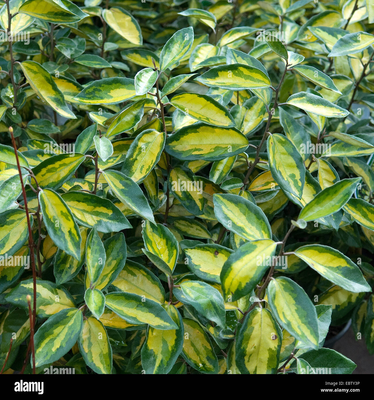 La Silverberry Ebbinge (Elaeagnus ebbingei 'Limelight', Elaeagnus ebbingei Limelight, Elaeagnus x ebbingei), culltivar Limelight, hojas Foto de stock