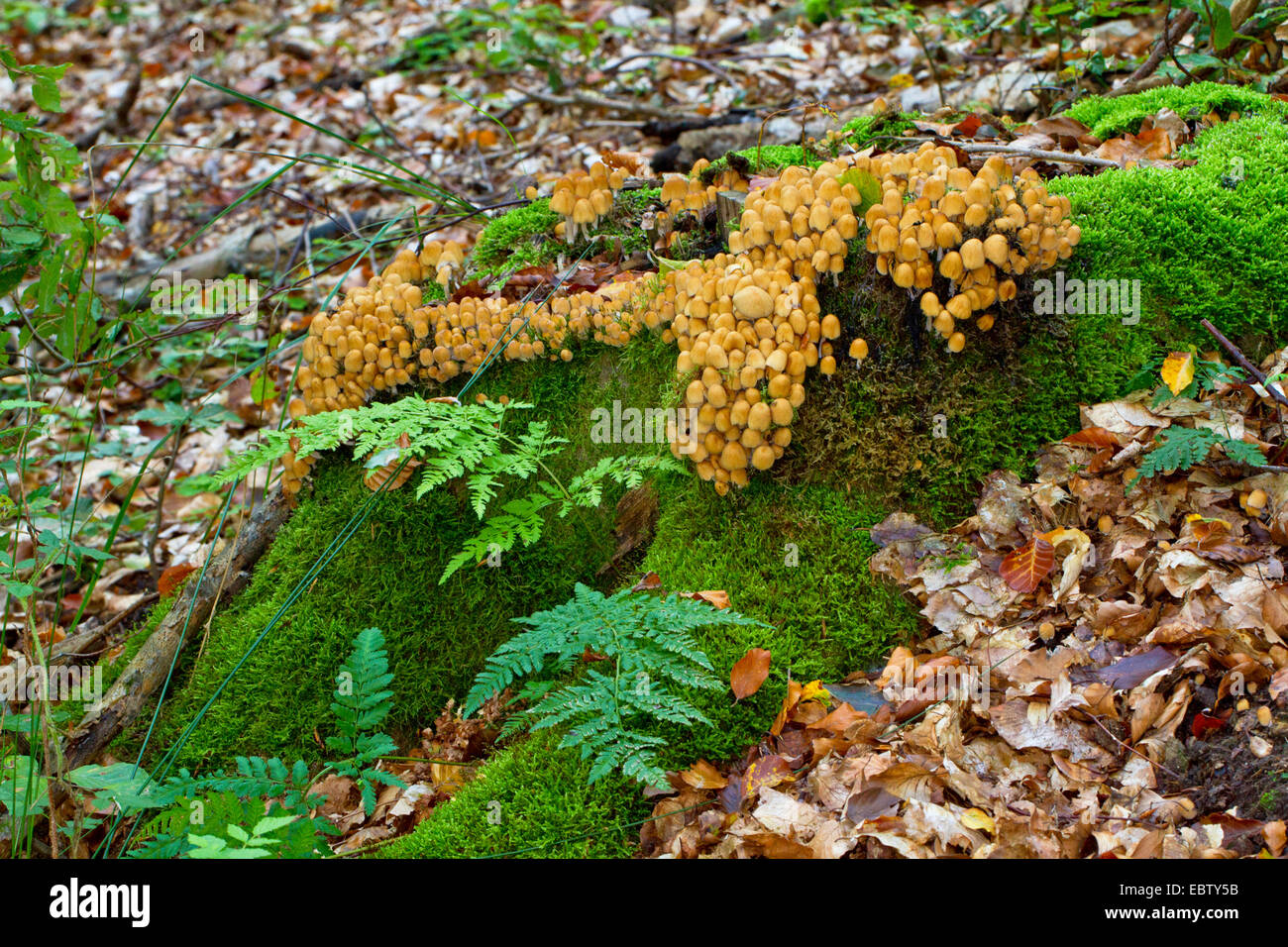 Relucientes inkcap (Coprinus micaceus), árbol musgosas snag, Alemania, en el Estado federado de Mecklemburgo-Pomerania Foto de stock
