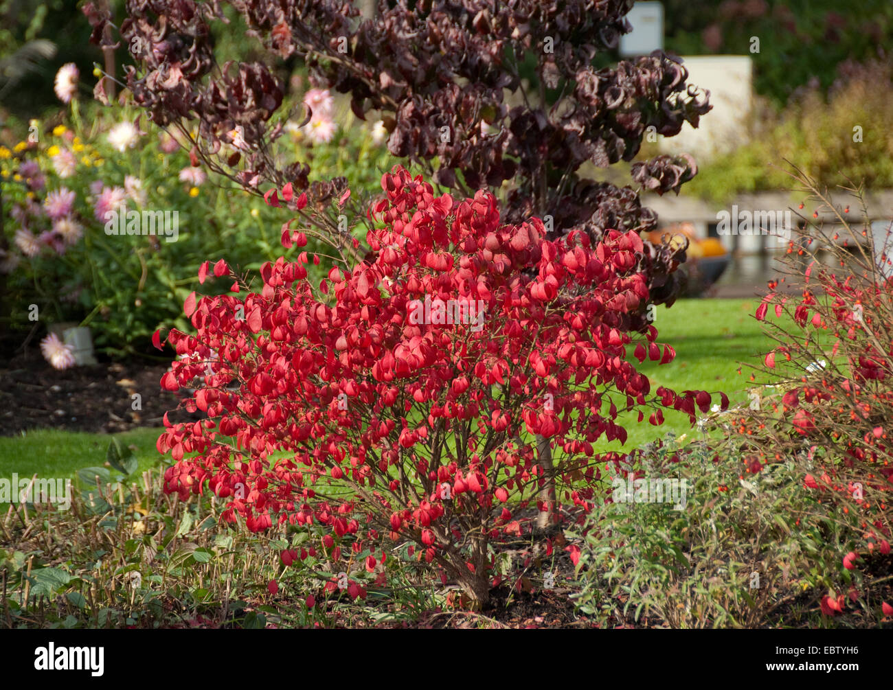 Arbusto ardiente alado,wahoo, alados euonymus alada del husillo tree (Euonymus alatus "compactus", Euonymus alatus Compactus), cultivar Compactus en otoño Foto de stock