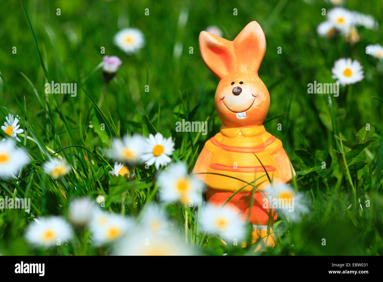 Daisy común, césped, Margarita (Bellis perennis margarita en inglés