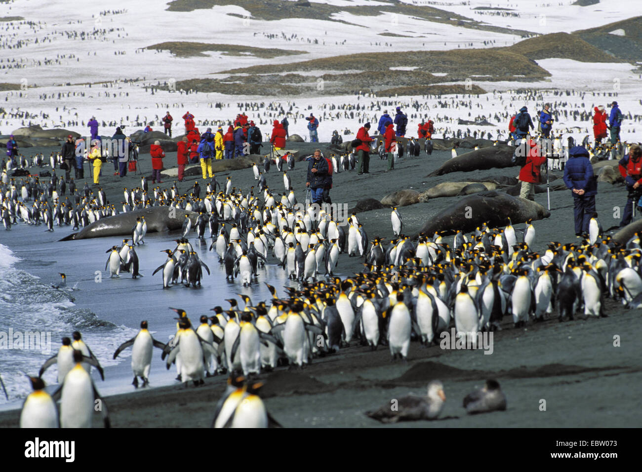 Pingüino Rey (Aptenodytes patagonicus), los turistas y los pingüinos rey y southern Elephant Seal, Suedgeorgien Foto de stock