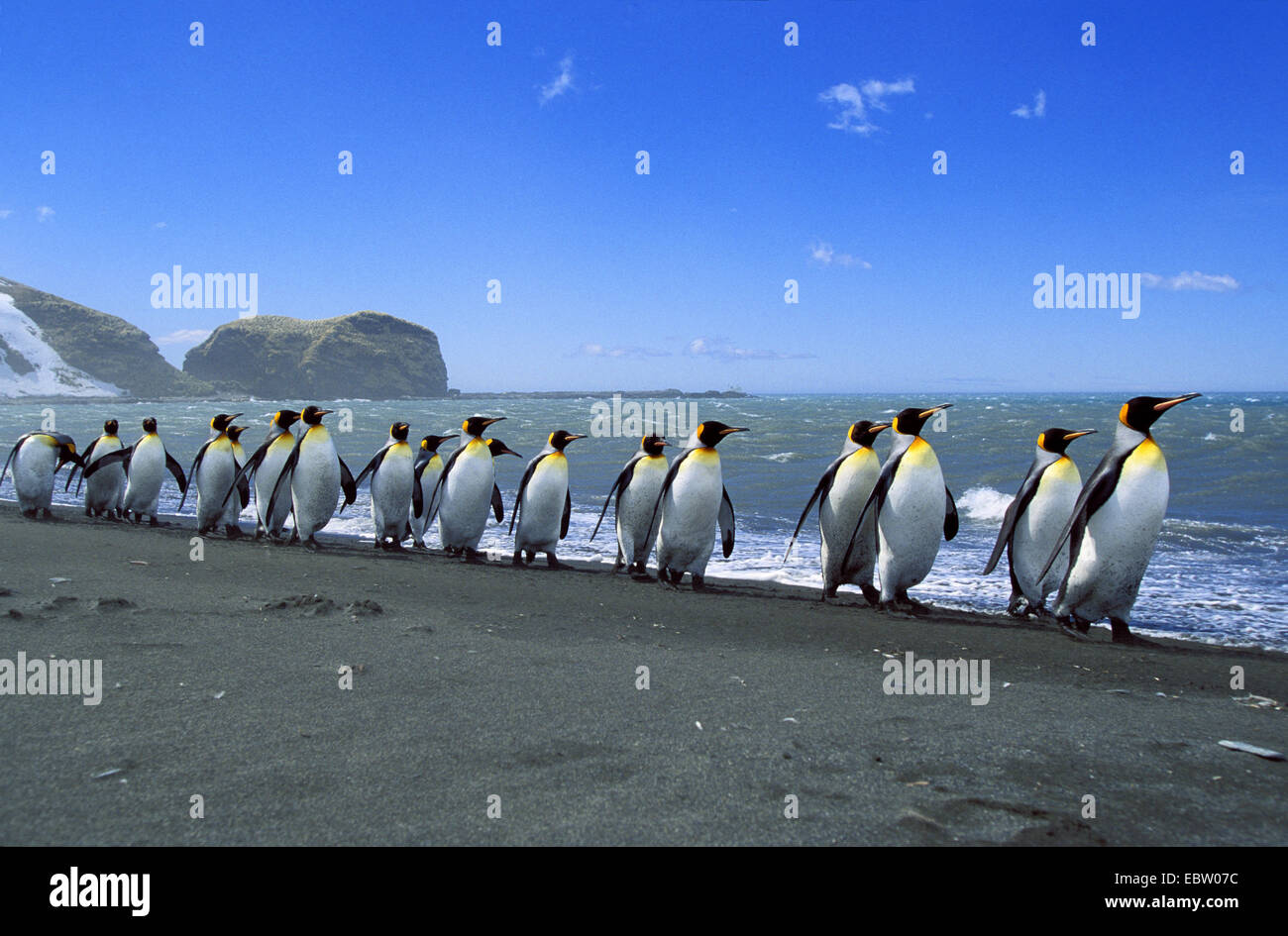 Pingüino Rey (Aptenodytes patagonicus), Pingüinos rey alineados Suedgeorgien Foto de stock