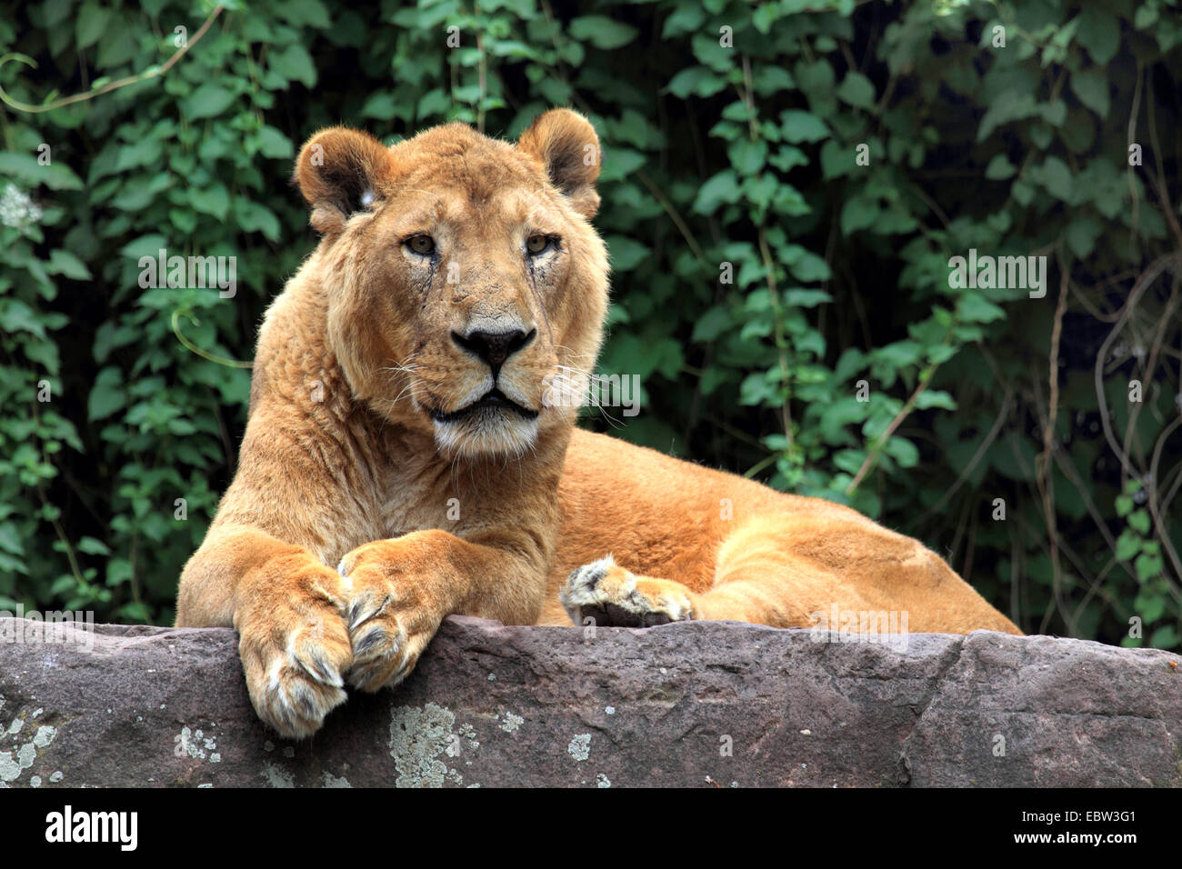 León asiático (Panthera leo persica), tumbado en una piedra Foto de stock