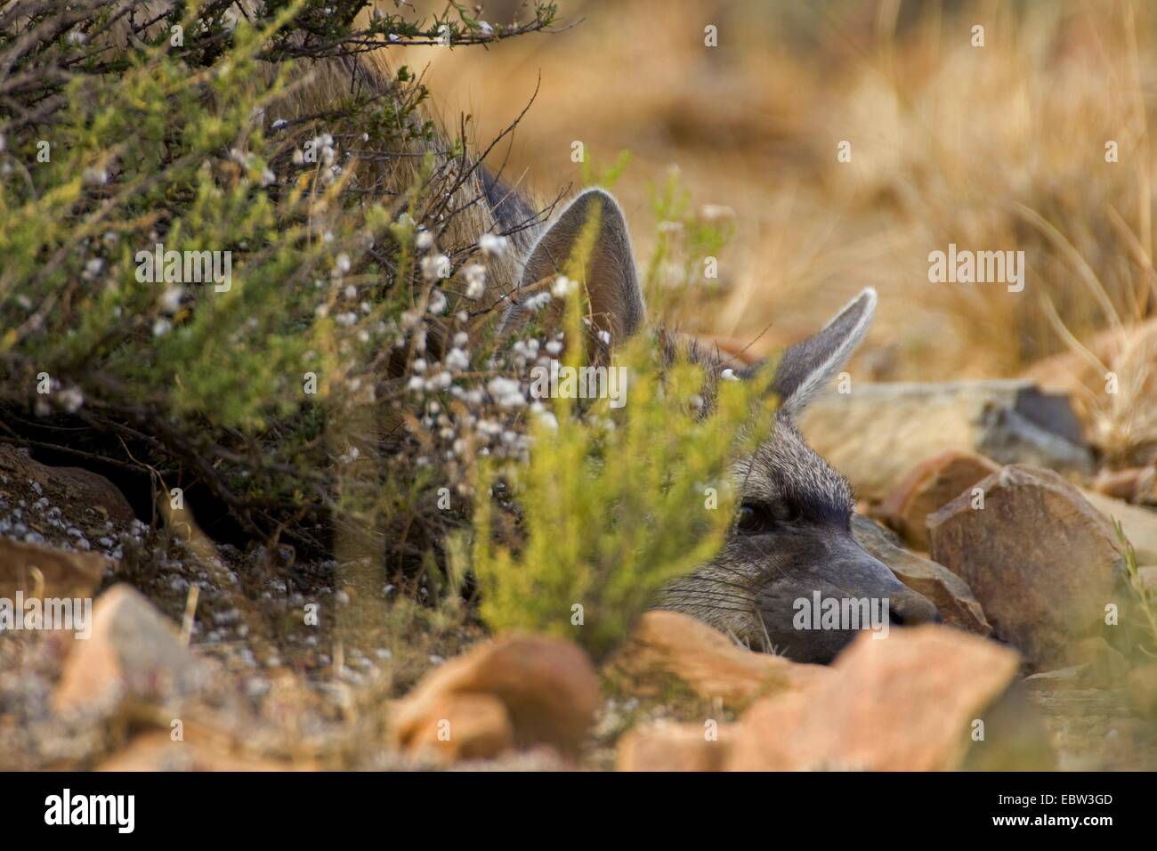 Aardwolf (Proteles cristatus), yacía en el suelo, en el sur de África, en el Cabo Oriental, el Parque Nacional cebra de montaña Foto de stock