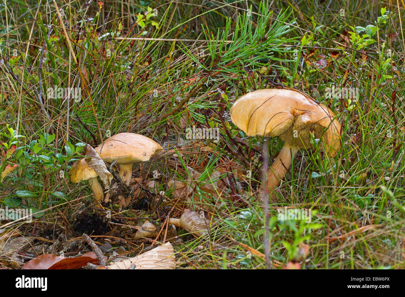 Bolete bovina (Suillus bovinus), tres cuerpos de fructificación en el piso del bosque, Alemania, en el Estado federado de Mecklemburgo-Pomerania Foto de stock