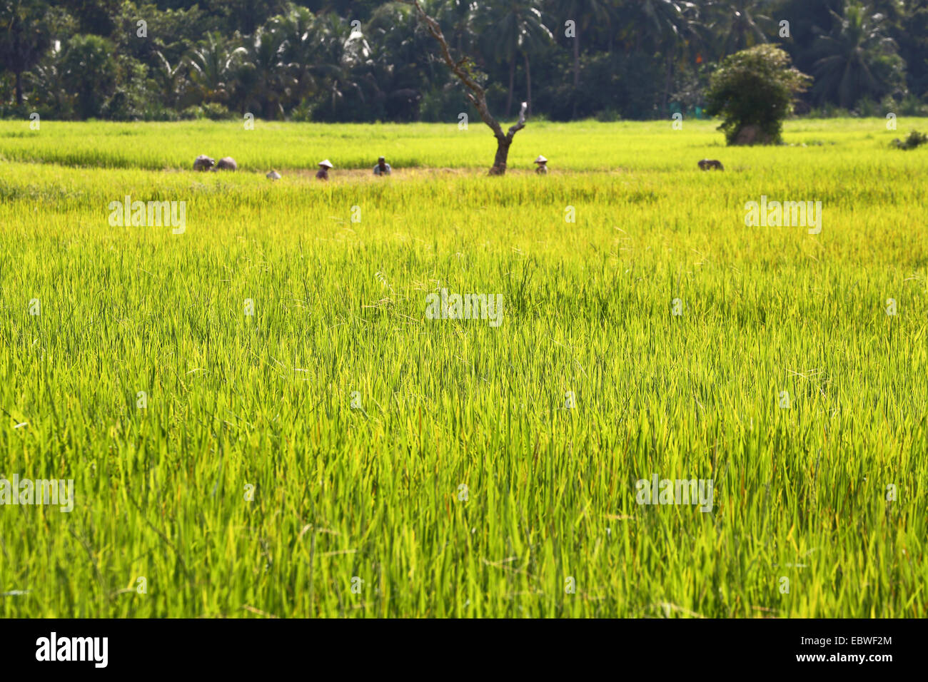Verdes campos y arrozales cerca de Angkor, Siem Reap, Camboya. Foto de stock