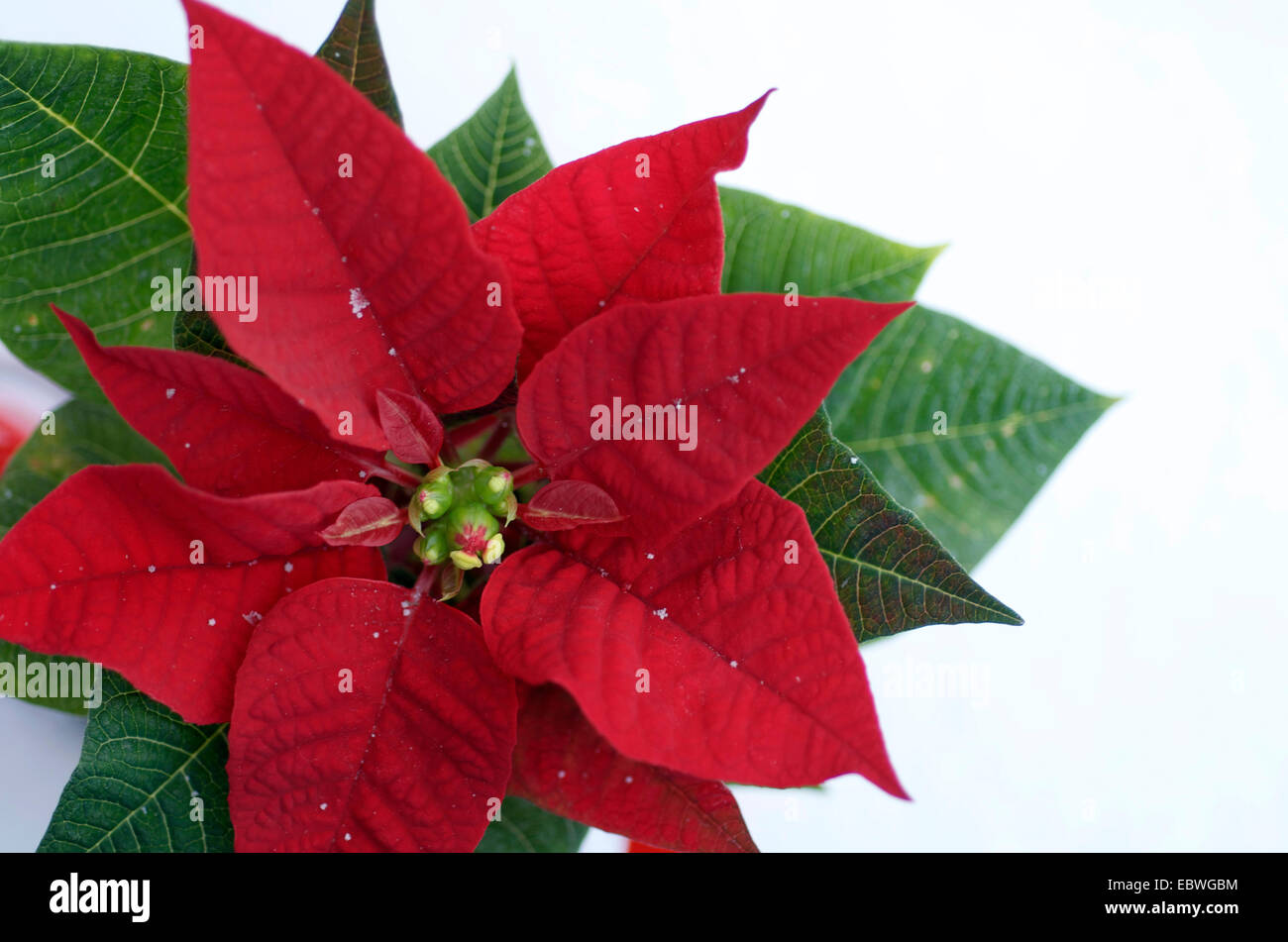 Solo Poinsettia perfecto Foto de stock