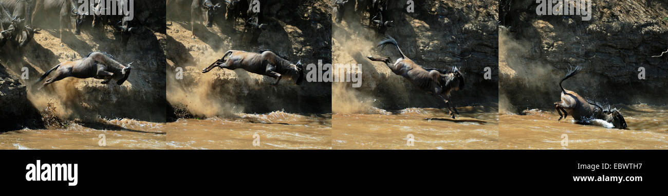 Secuencia de imágenes, el ñu azul (Connochaetes taurinus) saltos en el río Mara, Massai Mara, Kenia Foto de stock