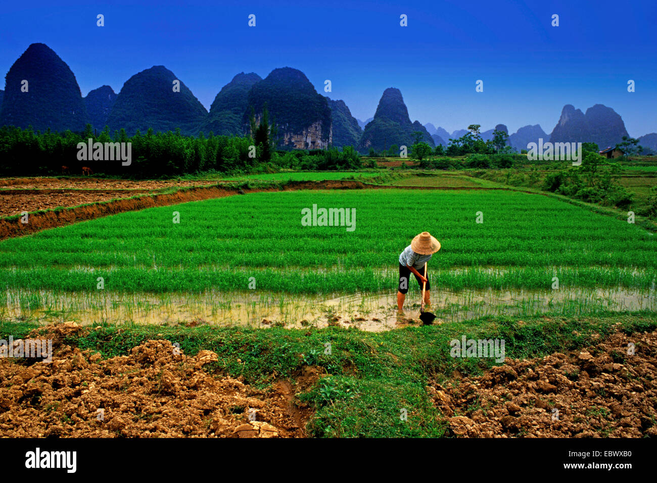China agricultor tendiendo la cosecha de arroz, China, Guilin Foto de stock
