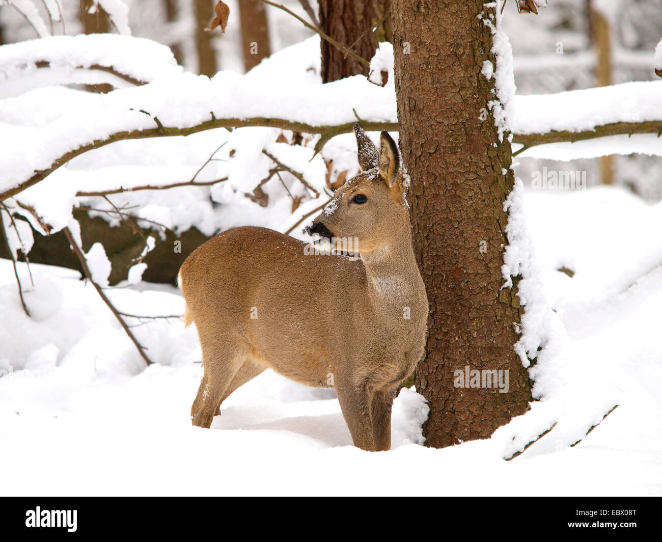 El corzo (Capreolus capreolus), de pie en la nieve profunda, Alemania Baden-Wurtemberg Foto de stock