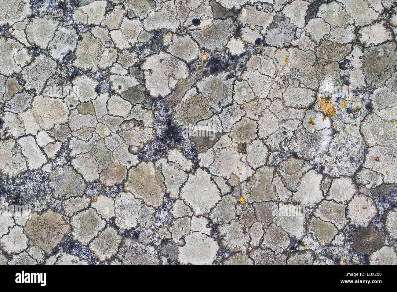 Varios lichenes incrustantes sobre una roca en los Alpes, Alemania Foto de stock