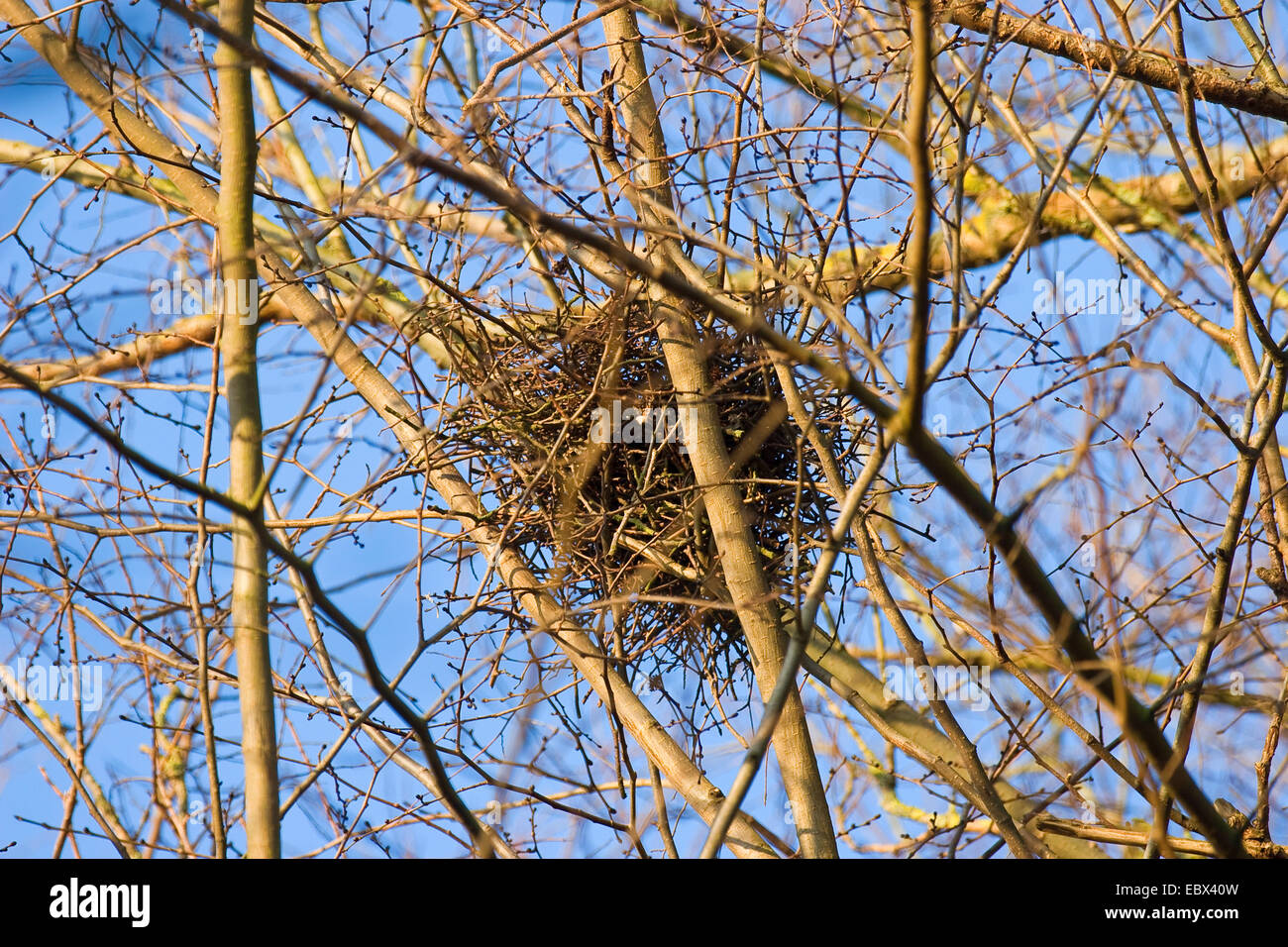 Nido de ardilla fotografías e imágenes de alta resolución Alamy