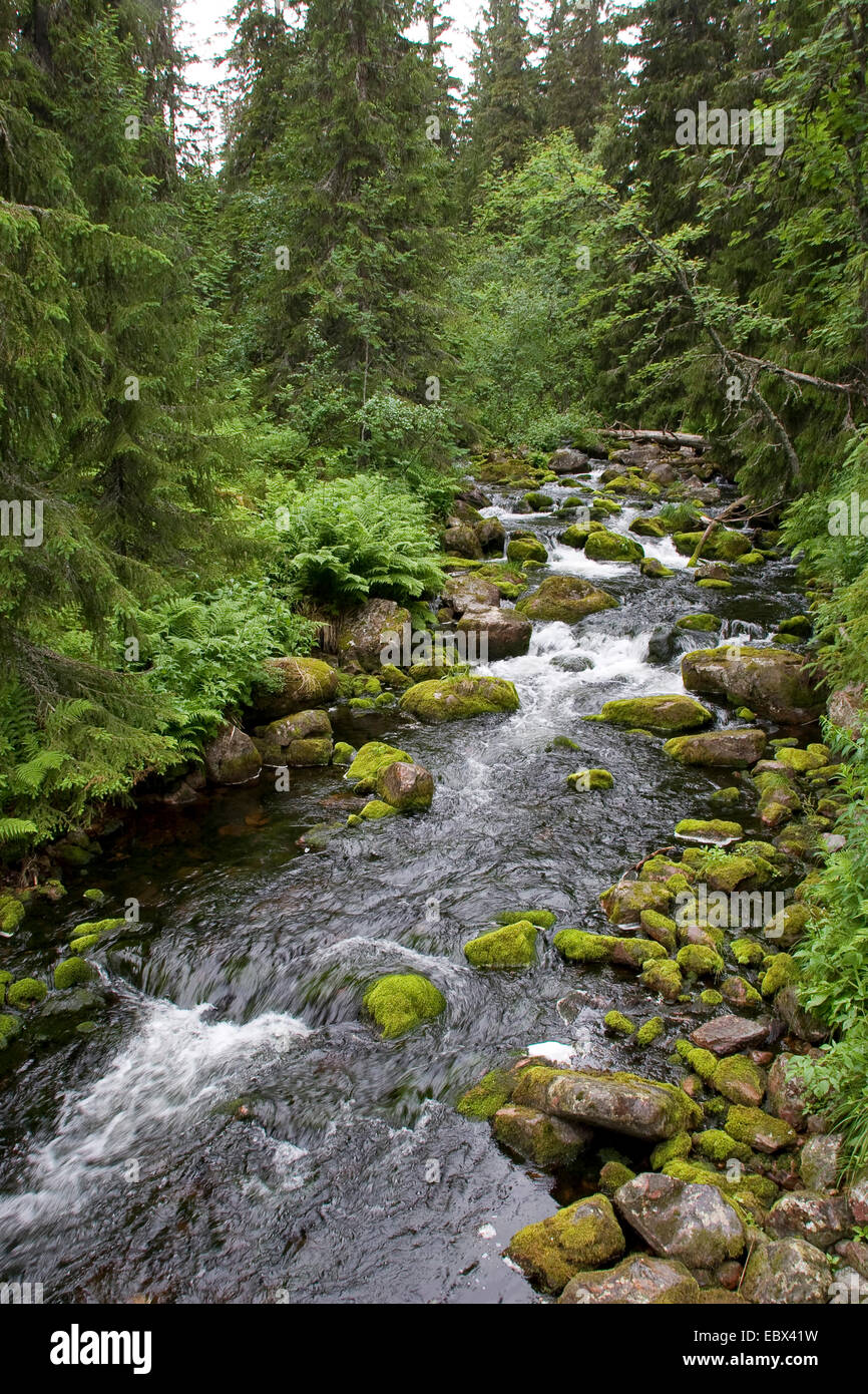 Wild Creek en Skandinavia, Escandinavia Foto de stock