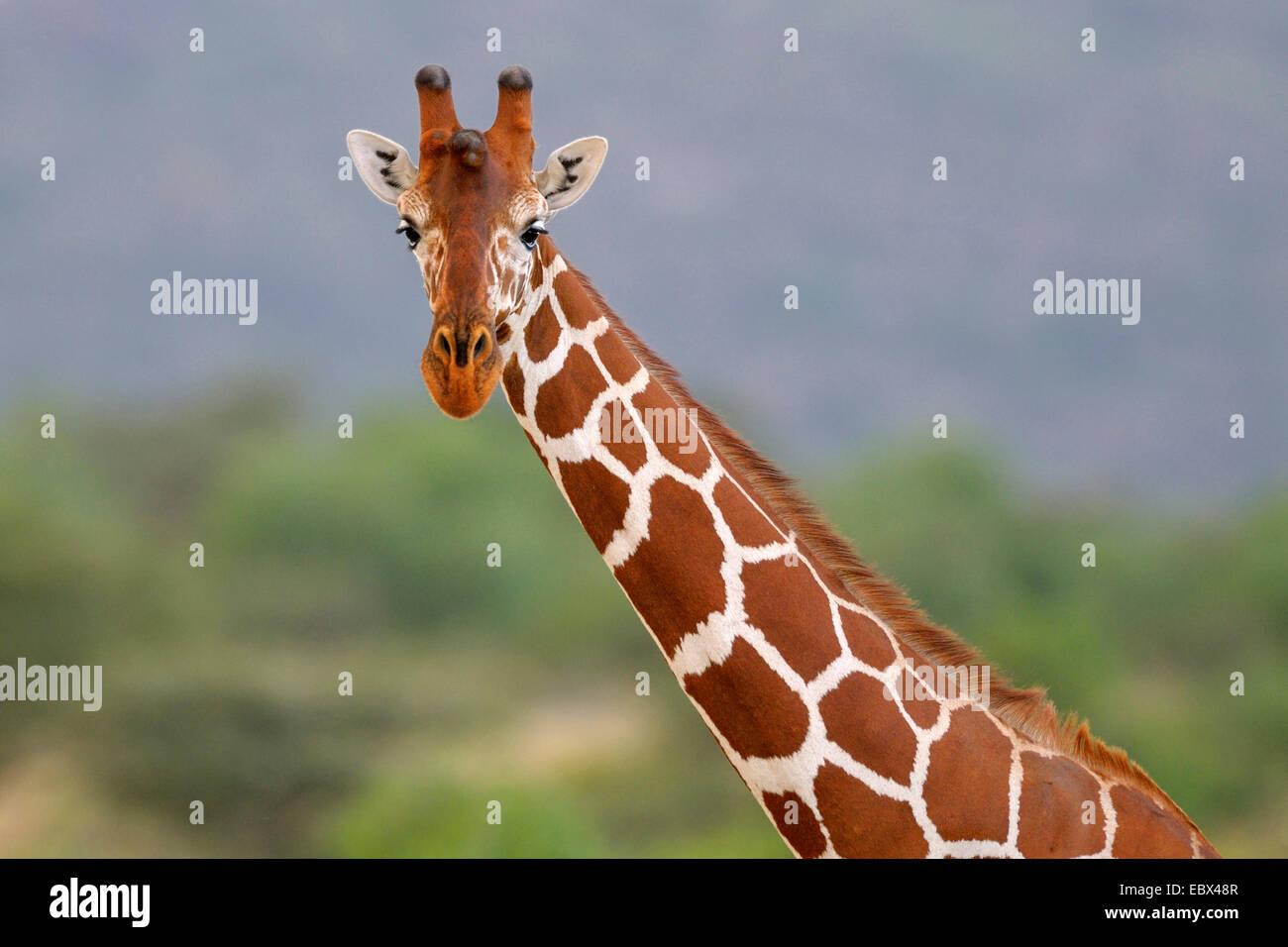 Jirafa reticulada (Giraffa camelopardalis reticulata), retrato de una jirafa, Kenya, Reserva Nacional de Samburu Foto de stock