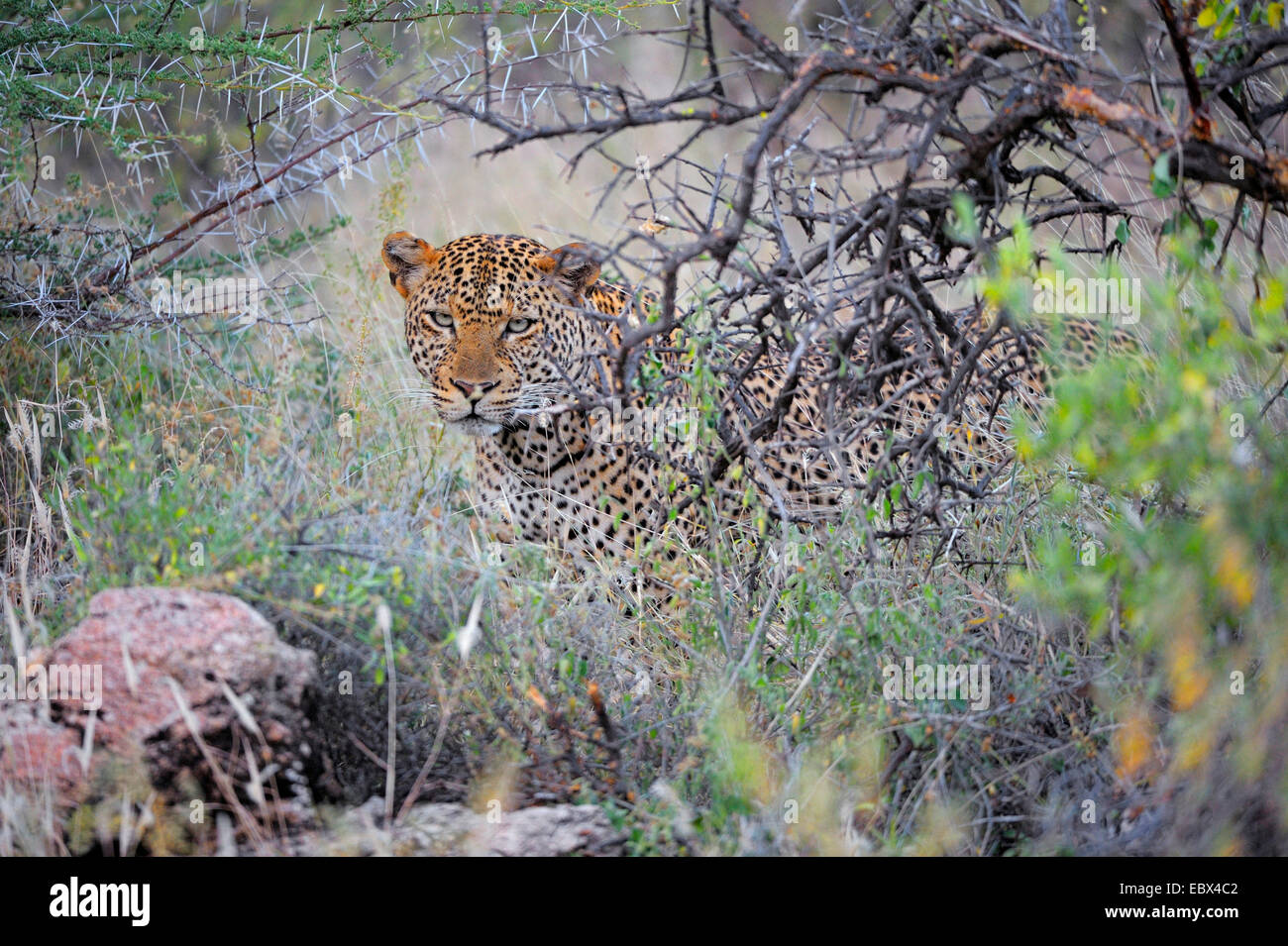 El leopardo (Panthera pardus), fijación macho en el matorral, Kenya, Reserva Nacional de Samburu Foto de stock