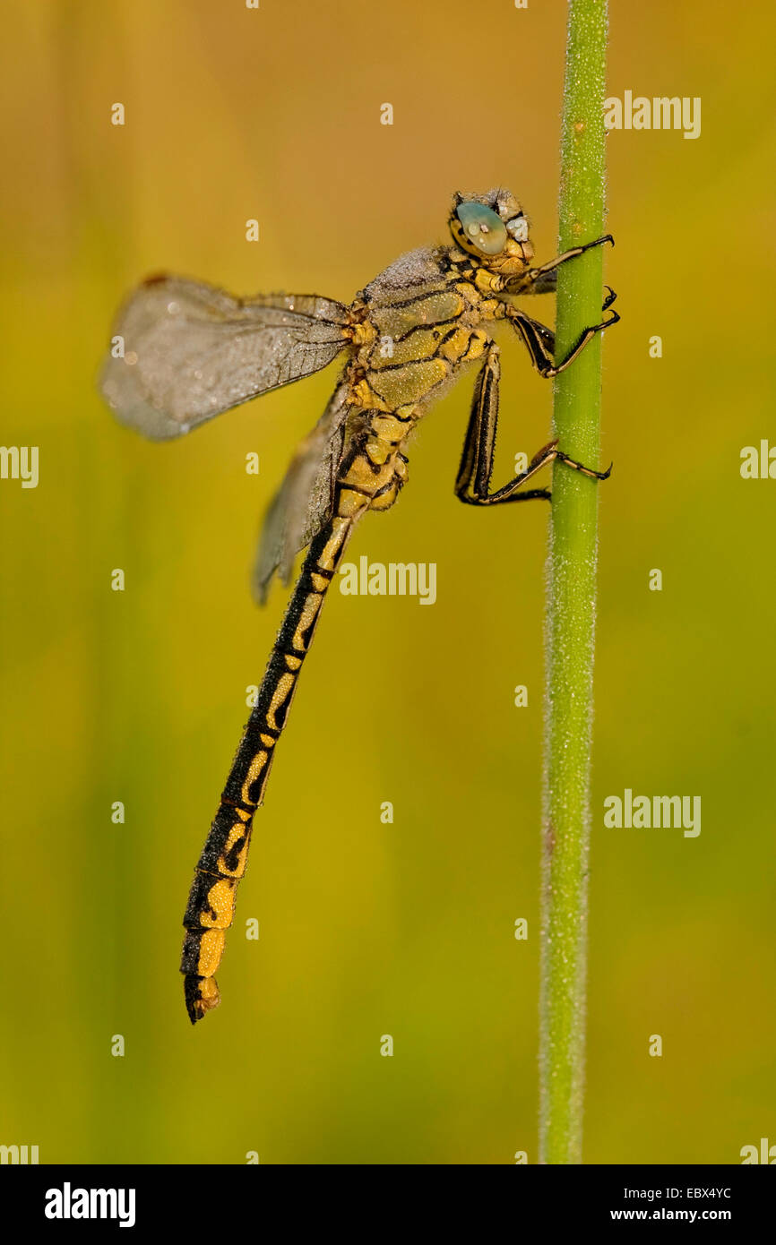 Club-tailed dragonfly (Gomphus vulgatissimus), individuales con rocío matinal sentado en un grassblade, Alemania, Renania-Palatinado Foto de stock