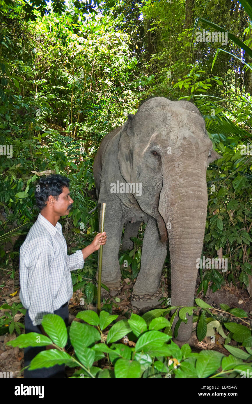 Elefante indio (Elephas maximus indicus, Elephas maximus bengalensis), trabajando con elefantes mahout, India, las Islas de Andaman, Havelock Island Foto de stock