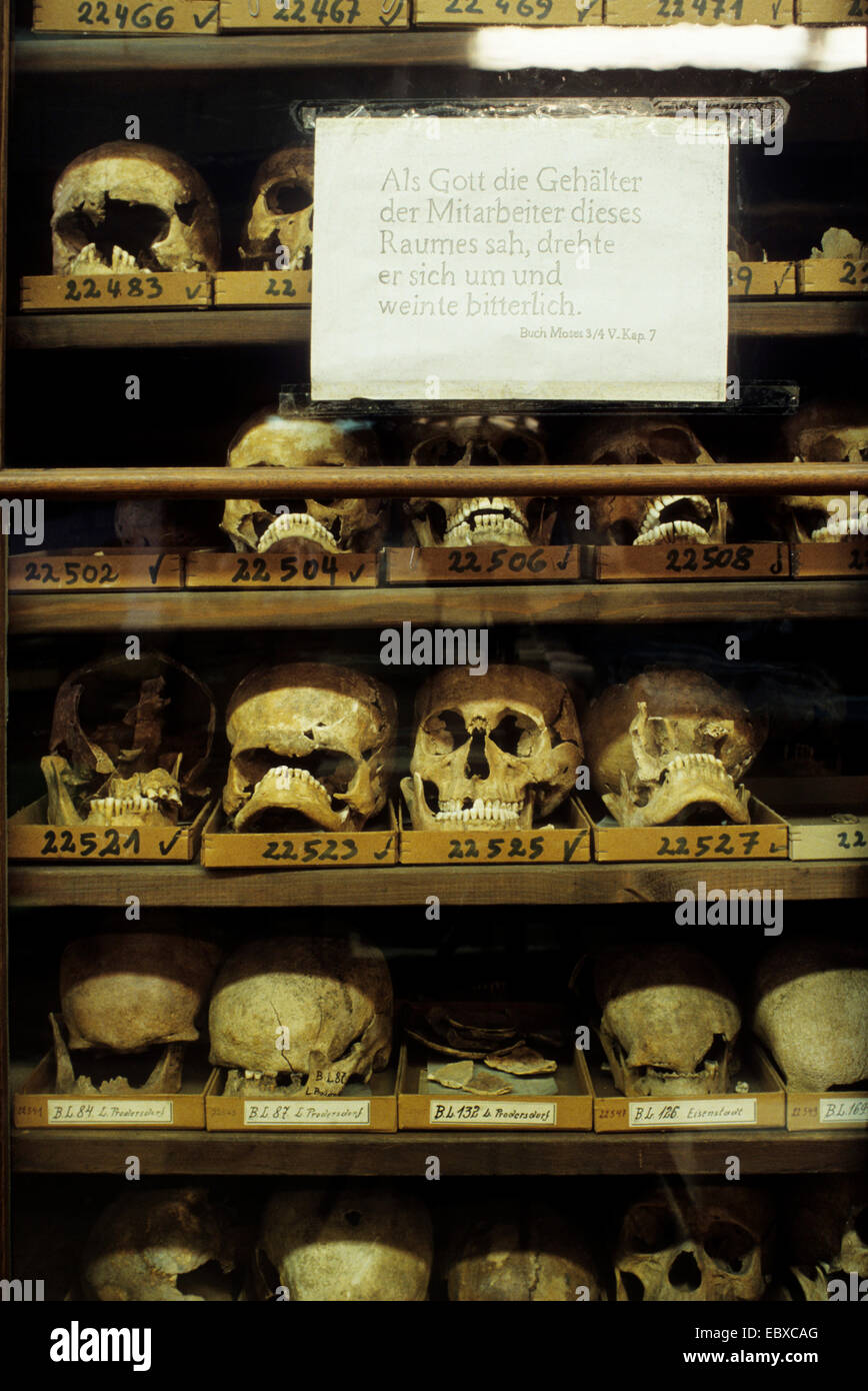 Cráneos humanos en un museo de historia natural. Papel con texto humorístico, sobre el salario de los empleados del museo Foto de stock